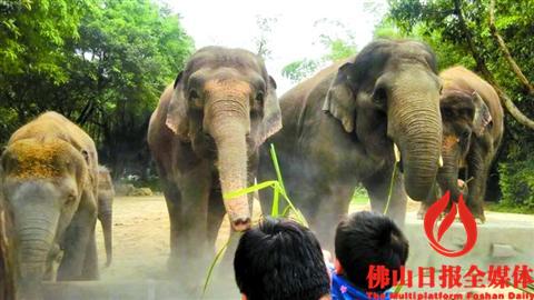 欢乐亲子游 到长隆探索神秘的动物世界_佛山频