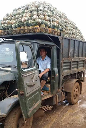 湛江徐闻菠萝滞销 1毛1斤无人问津_湛江频道