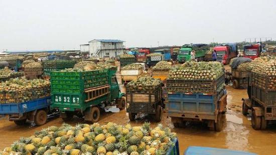 徐闻菠萝有人要 援手救市的反馈陆续传来 _湛