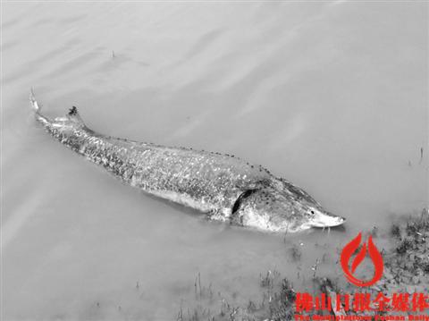 昨日，三水乐平黄塘村北江边，村民发现一条鲟鱼尸体。该鱼长约1米， 体重有100多斤