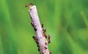 每年4-5月就是红火蚁繁衍活跃时期