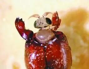 红火蚁攻击人类时，是用大颚紧咬着人的皮肤