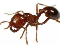 这就是毒性极强的红火蚁。