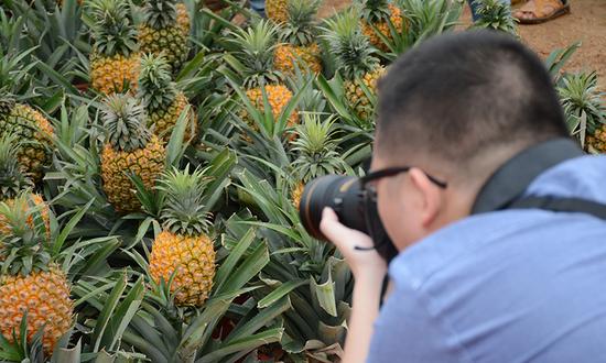 2016徐闻菠萝文化旅游节隆重举行_湛江频道