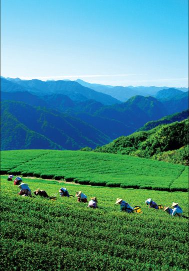 阿里山茶园