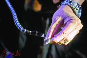 这条小银环蛇一度想攻击人。广州日报记者苏俊杰 摄