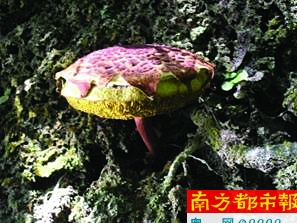 凤梨盖条孢牛肝菌