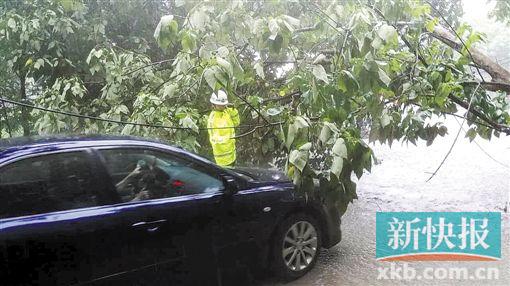 ■岑村公路漫谷花园对出路段出现倒树情况，交警肩扛大树让小车通过。(图片由通讯员提供)