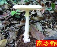 致命鹅膏(致命白毒伞)