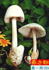 粘盖包脚菇