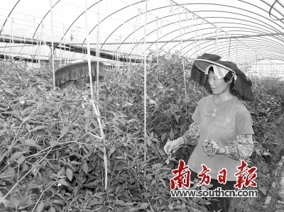 惠州是内地最大的供港蔬菜种植基地。