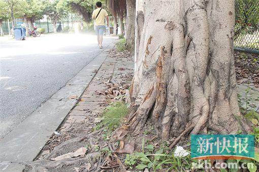 ■嫌疑人得手后从教学楼驾车往体育馆方向逃逸，两名同学驾车从后追赶，两车开至体育馆对开斜坡路段发生碰撞，两名同学均被摔下车。事发地点附近树上有很明显的刮痕。