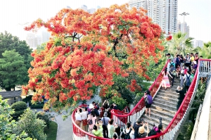 海印桥底成为了街坊赏凤凰木的热门地。