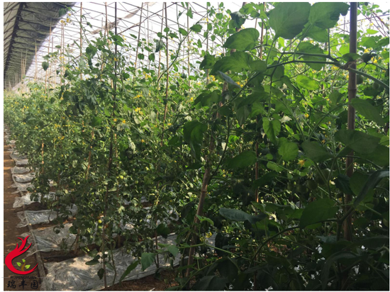 瑞丰园有机农业 北京有机果蔬种植基地_湛江频