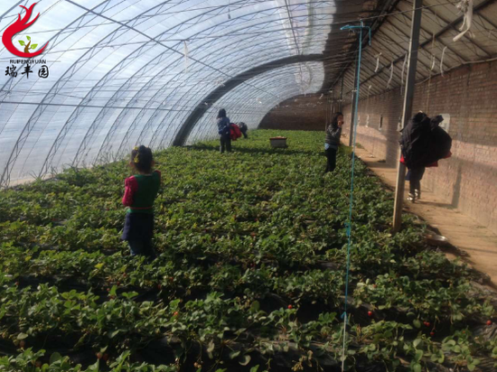 瑞丰园有机农业 北京有机果蔬种植基地_湛江频