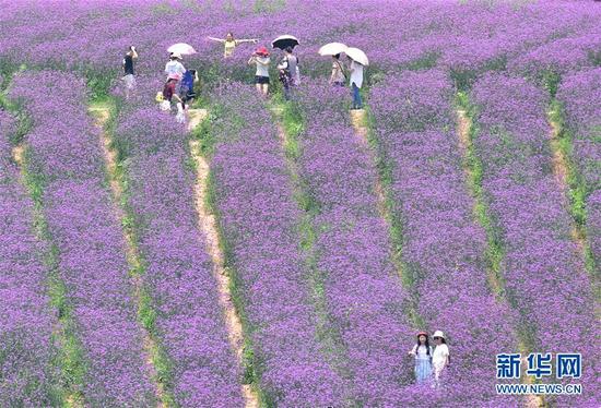 去湖北当阳吧 紫色的花海醉了大批游人_江门频