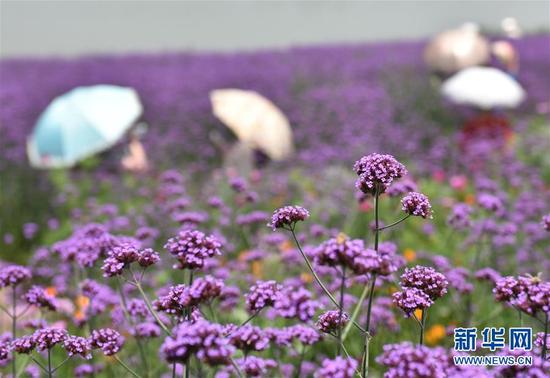 去湖北当阳吧 紫色的花海醉了大批游人_江门频