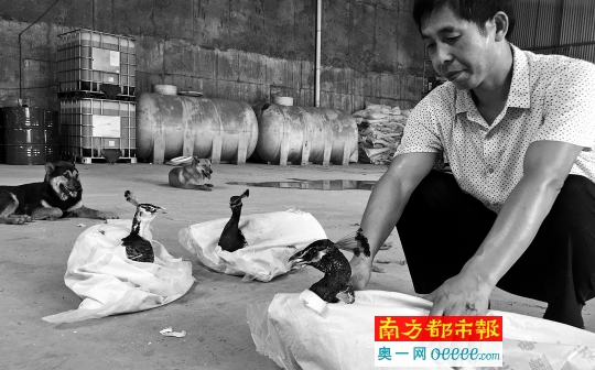 面对三只不请自来的客人,阿阳一脸无奈。