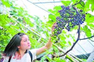 葡萄王价格惊人。广州日报记者杨耀烨 摄