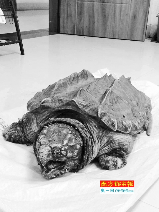 钓友从西枝江里捞上来的鳄龟。
    市民廖珠珠供图