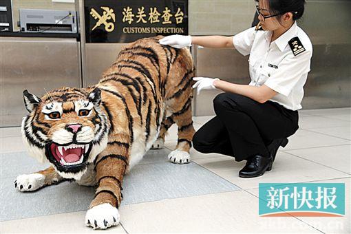 带只“老虎”闯关