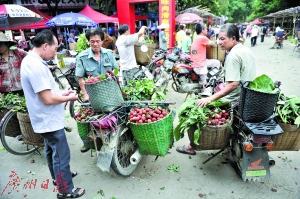 农民把荔枝运到市场(资料图片)。 记者邵权达 摄