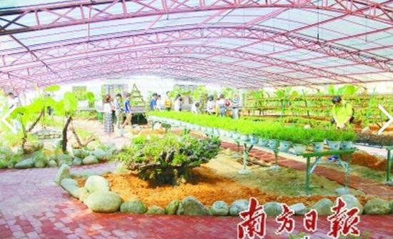 罗浮山珍稀植物观光园主要培植金线莲和铁皮石斛。徐乐乐 摄