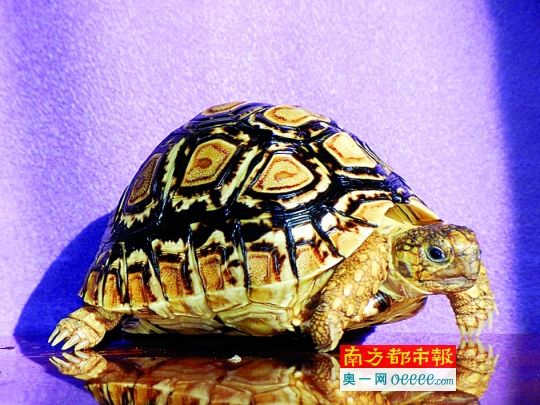 豹纹陆龟