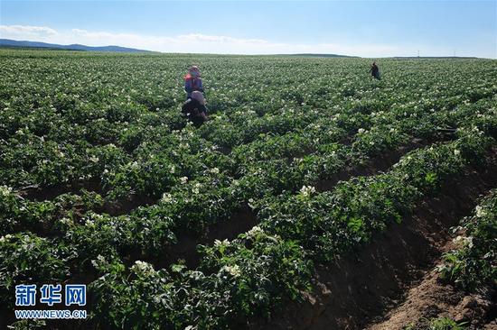 7月19日，在甘肃省定西市安定区香泉镇马铃薯种植基地，农民在进行马铃薯田间管理。