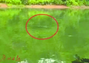 网传视频称湖中有鳄鱼出没（红圈处）。
