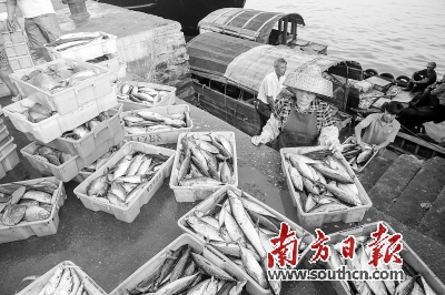 开渔后的港口渔港，每天早上呈现出一派繁忙的海产品贸易景象。王昌辉 摄