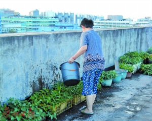 楼顶天台种菜或致楼层渗水。（资料图片） 广州日报拍客冷家福 摄