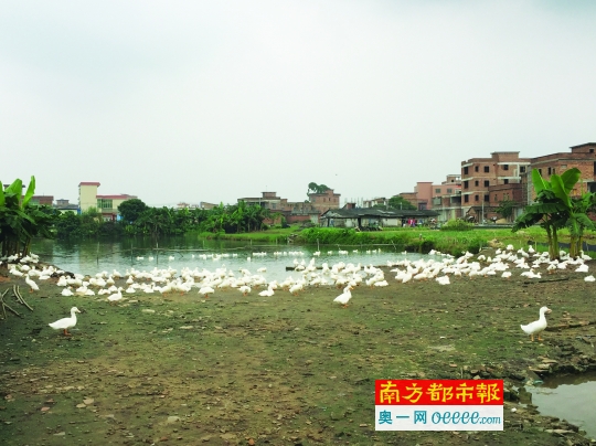 白云钟落潭镇流溪河左岸一家被关停的养殖场又恢复养殖。 通讯员供图
作者:刘军
链接:http://epaper.oeeee.com/epaper/G/html/2016-09/12/content_75875.htm
来源:南方都市报
更多有情调、有情趣、有情况的自媒体资讯,点击下载南都自媒体客户端体验http://corp.oeeee.com/ndapp/