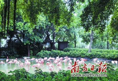 肇庆星湖湿地公园的鹤岛。南方日报记者 吴伟洪 摄