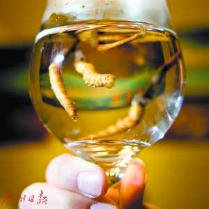 餐桌上的新宠儿 温水泡鲜虫草品真味_珠海频道_新浪广东_新浪网