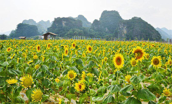美丽的花海