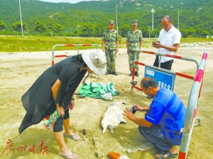 技术人员对死亡白海豚进行调查。