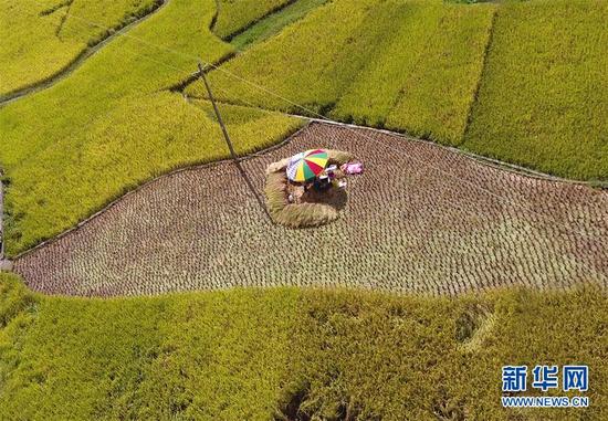 　10月27日，广西马山县古零镇安善村村民在收割晚稻。