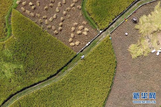 　　10月27日，广西马山县古零镇安善村村民在收割晚稻。