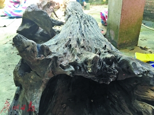 刘先生庭院里摆放的古木。