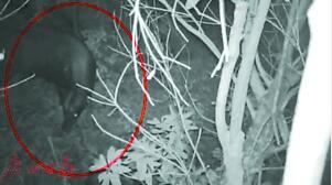 红外相机记录下的鬣羚(红圈内)影像。