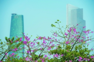 珠江新城广场附近盛开的异木棉花，与远处的东塔西塔相映成趣。