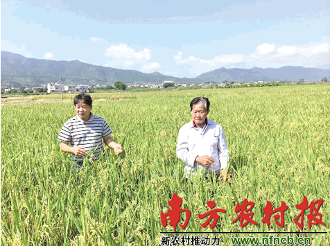 钟章美（右）和儿子钟献铭（左）在田间查看竹稻的生长情况。