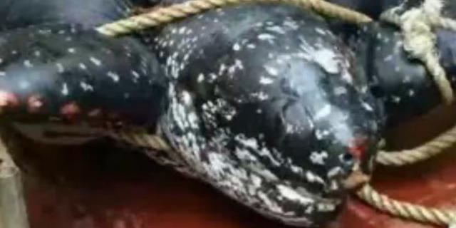 粤事:渔业厅介入海龟遭屠宰事件 被杀海龟面临灭绝