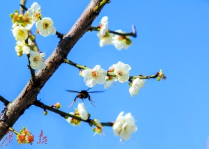 萝岗香雪公园里，梅花怒放。