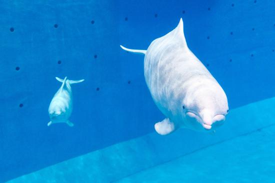 中国首展:珠海长隆春节前将展出中华白海豚_珠海频道_新浪广东_新浪网