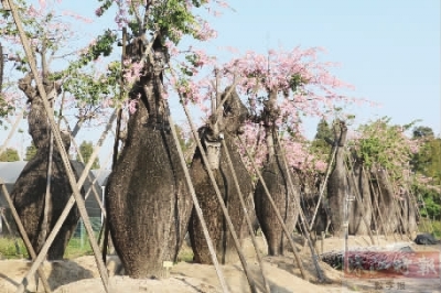佛山南海里水镇第六届百合花文化艺术节今天开