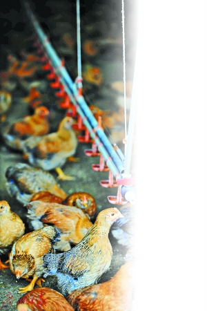 广州一养鸡场严阵以待。（资料照片） 　　广州日报记者杨耀烨摄
