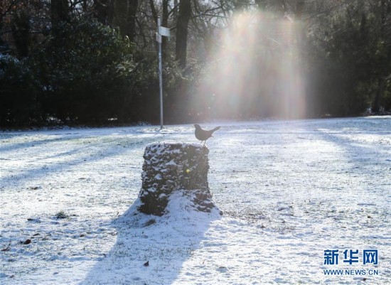 德国柏林迎来2017年第一场较大规模的降雪_清