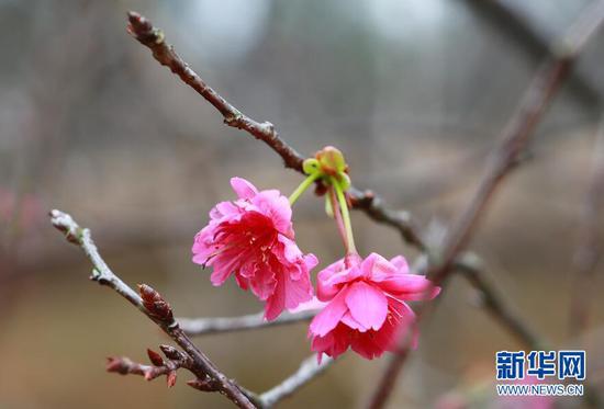 从化地区的樱花。新华网发